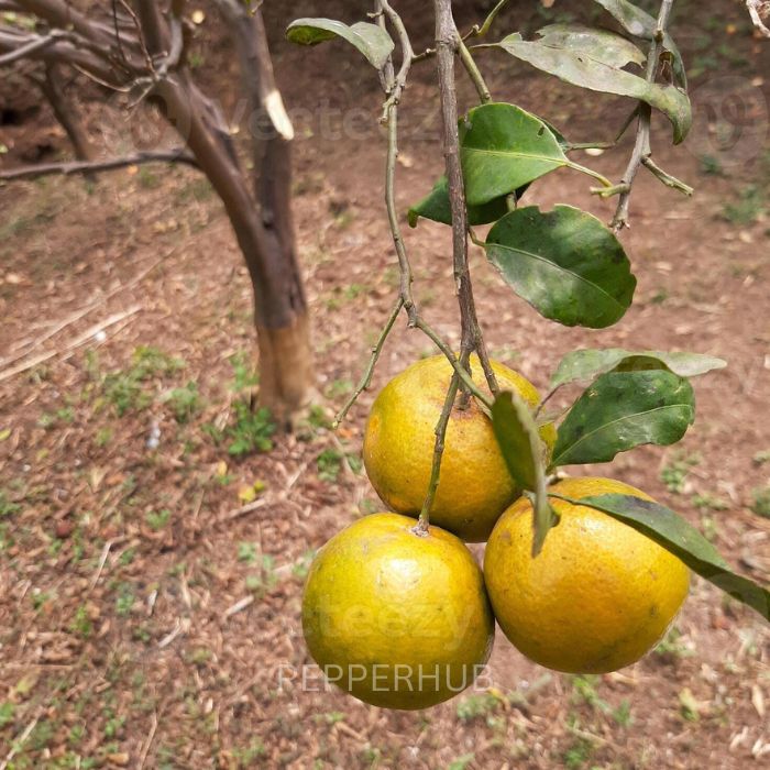 Coorg Orange Plant Pack of 8