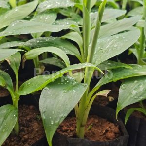 tissue culture robusta banana