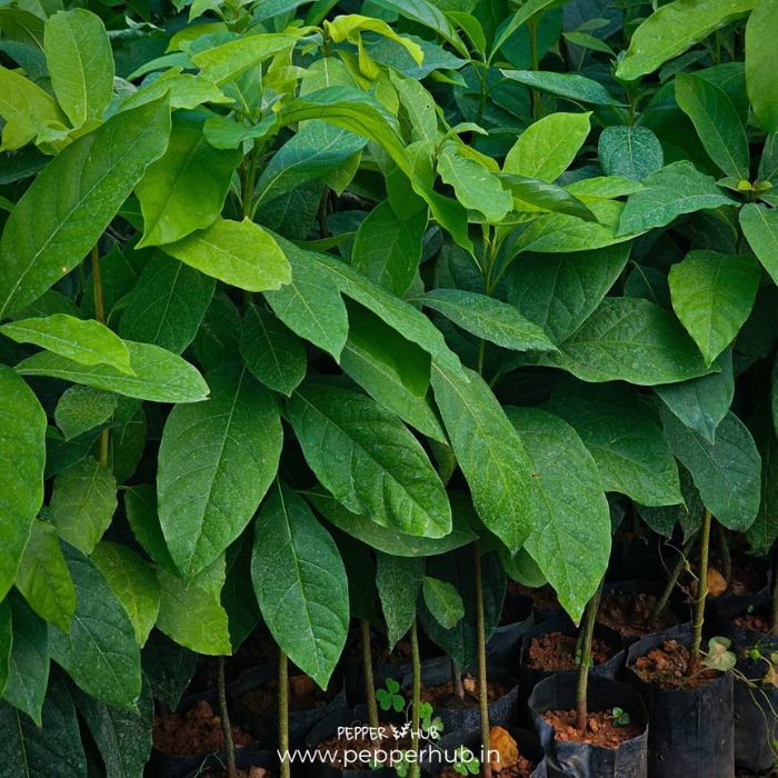 Avocado Plant (Butter fruit) (pack of 8)