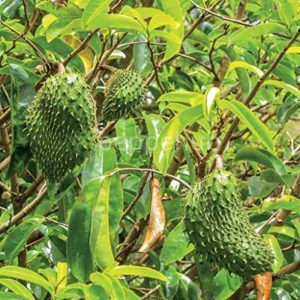 mullatha plants for sale 