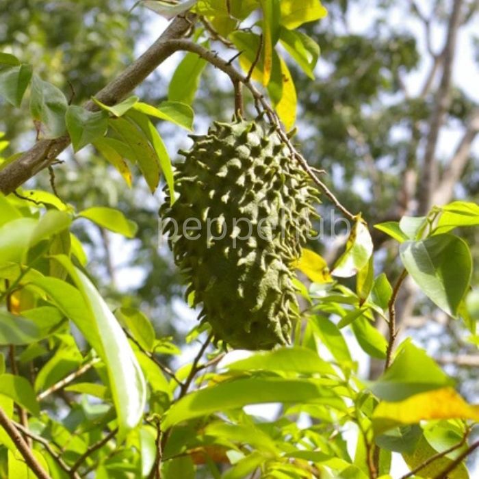 Soursop plant  (Mullan Chakka) pack of 10