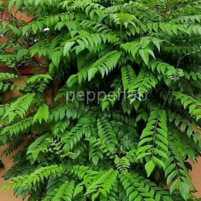 Curry leaves|Curry Veppila  plant pack of 10