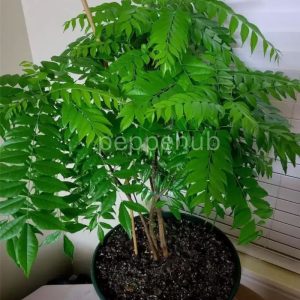 curry leaves plants
