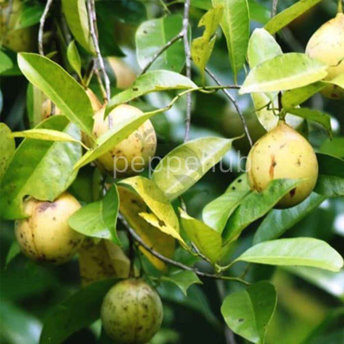 Nutmeg plant ( Jathi ) pack of 8