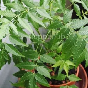 Neem tree plant