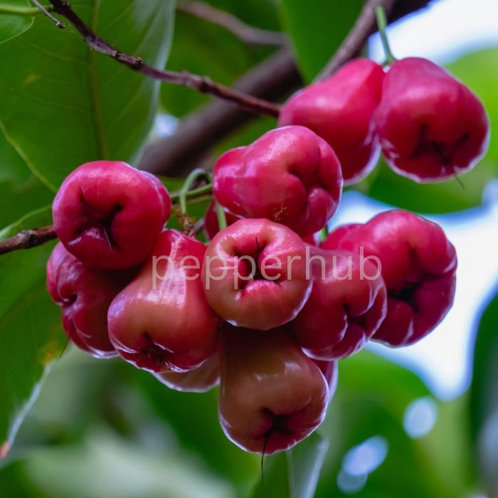 Water Apple plant (chambakka) pack of 10