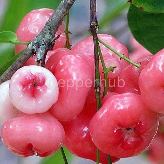 Rose water Apple plant (Champakka)  pack of 10