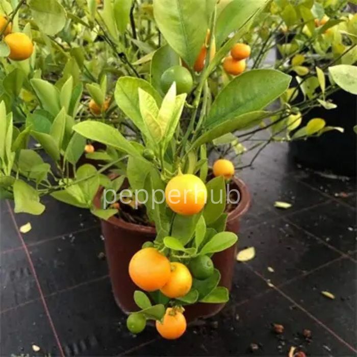 Bush Orange plant Pack of 8 - Image 2