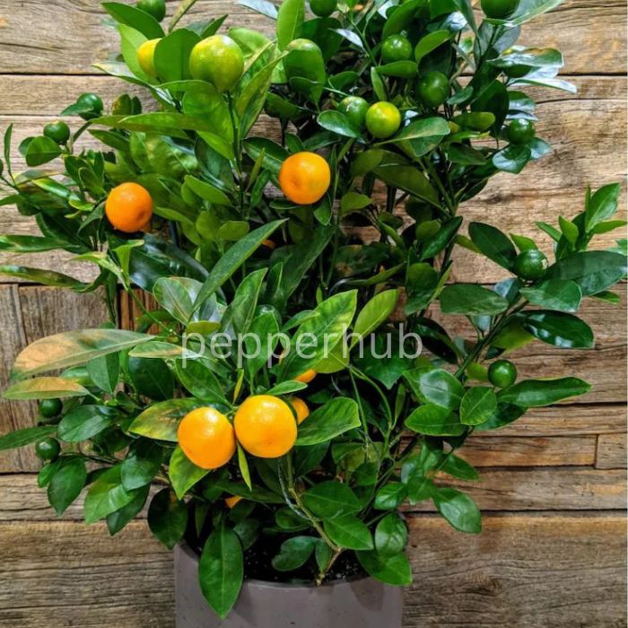 Bush Orange plant Pack of 8 - Image 3