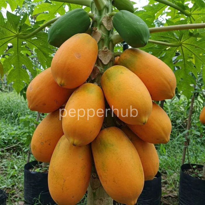 Red lady Papaya pack of 8 - Image 2