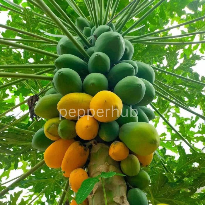 Red lady Papaya pack of 8 - Image 3