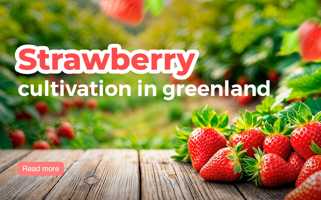 Strawberry Cultivation in Greenland – Step-by-Step Guide