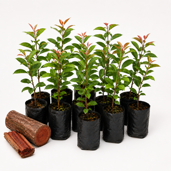 Red Sandalwood Saplings (Pack of 10) - Image 2