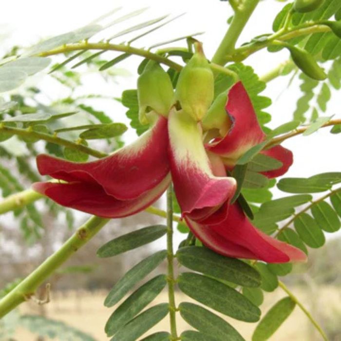 Hummingbird Tree (Agathi Cheera) pack of 10 - Image 3