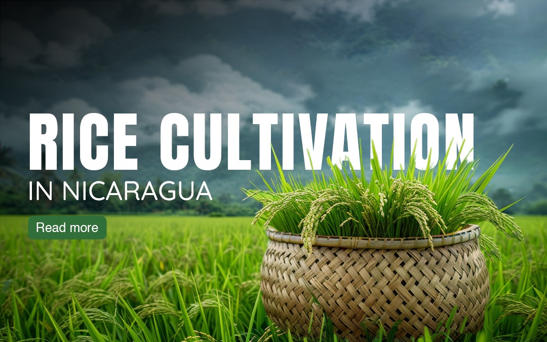 Rice Cultivation in Nicaragua