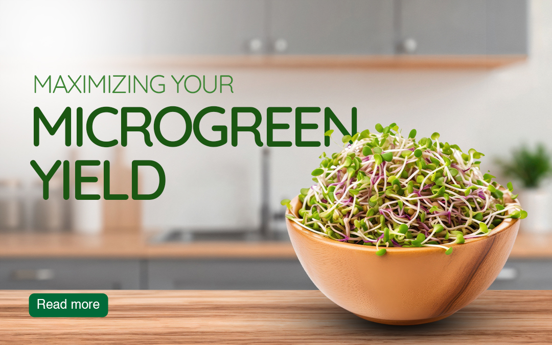 How to maximise microgreen Yield