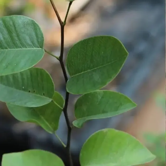 Red Sandalwood (Pterocarpus santalinus) – Pack of 10