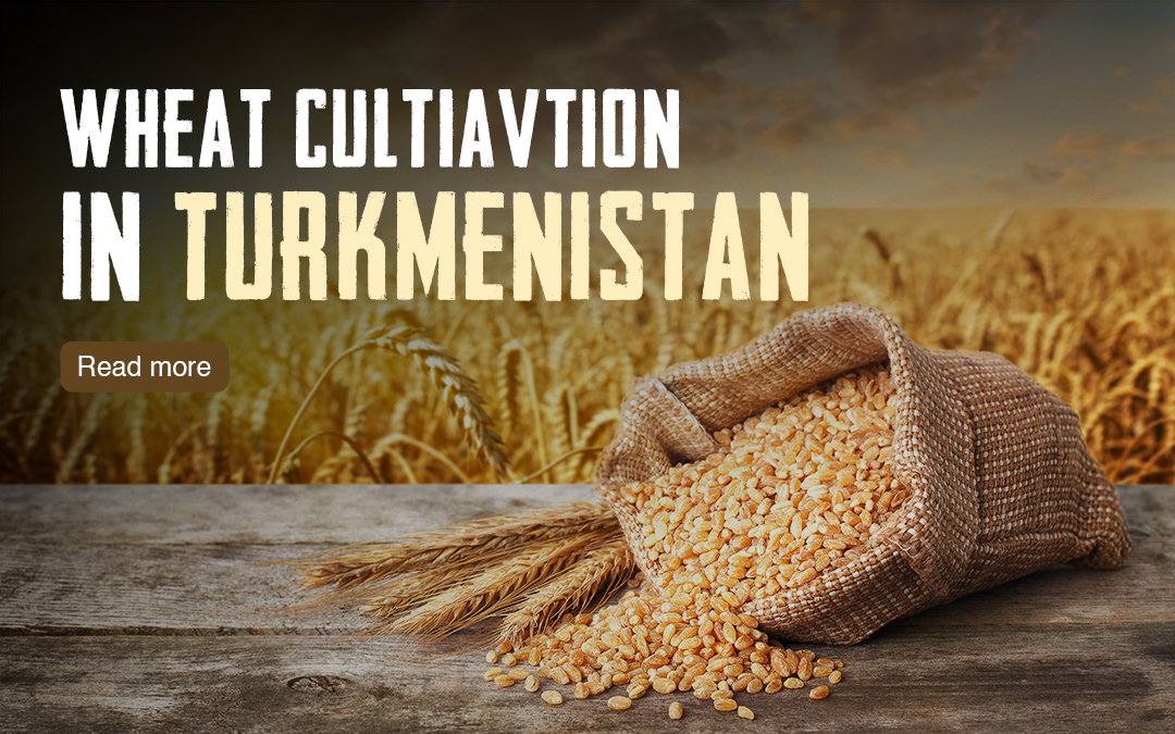 Wheat Cultivation in Turkmenistan