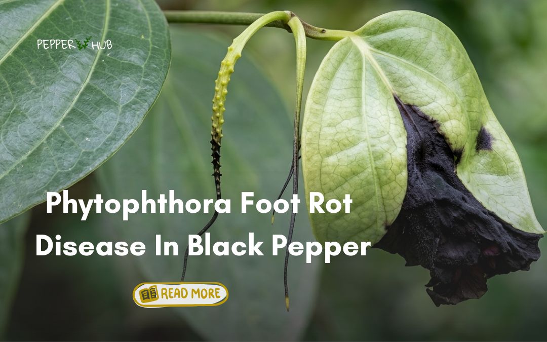 Phytophthora Foot Rot Disease in Black Pepper