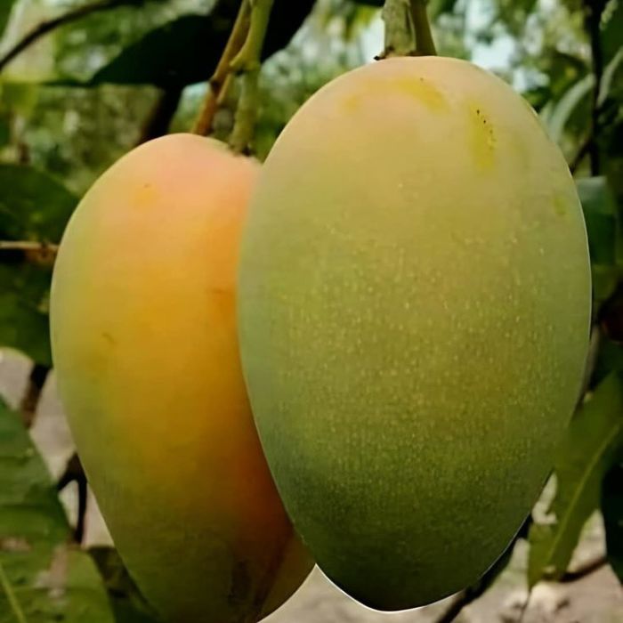 Totapuri Mango Plant (pack of 3)