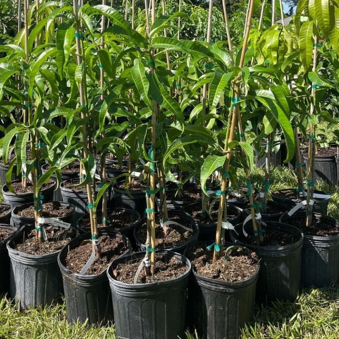 Banganapalle mango plant (pack of 3)