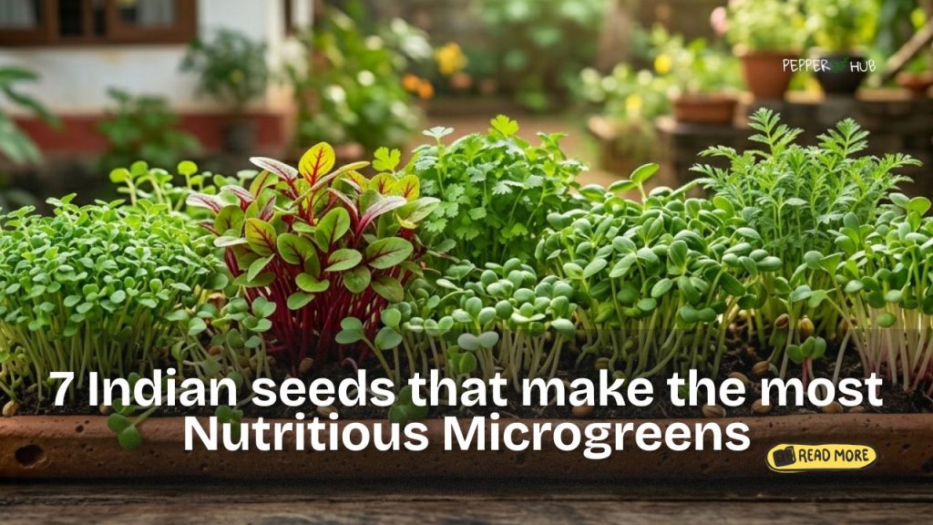 7 Indian seeds that make the most Nutritious Microgreens