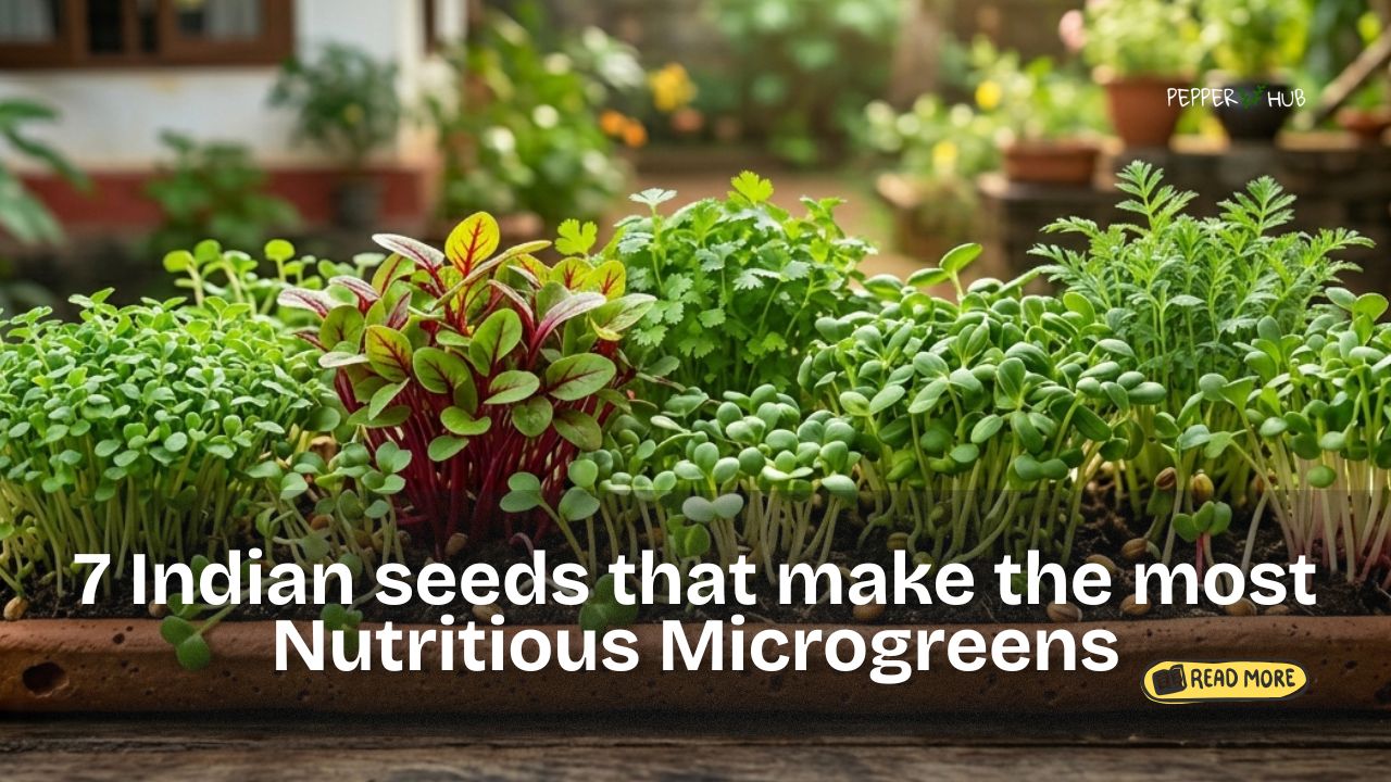 7 Indian seeds that make the most Nutritious Microgreens