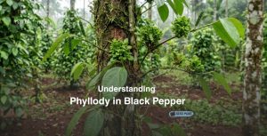 Understanding Phyllody in Black Pepper