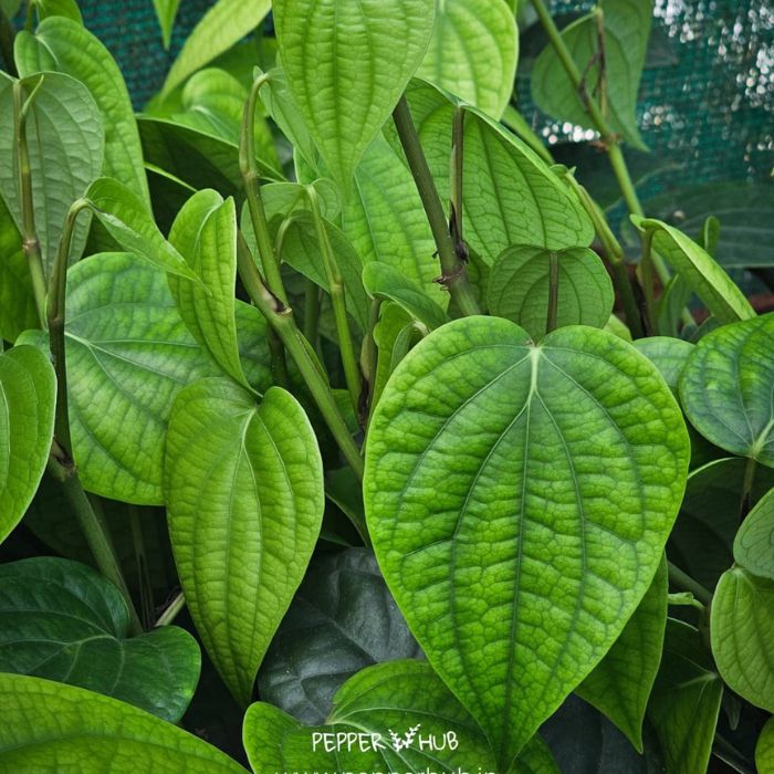 IISR Chandra Black Pepper Plants(Pack of 10)