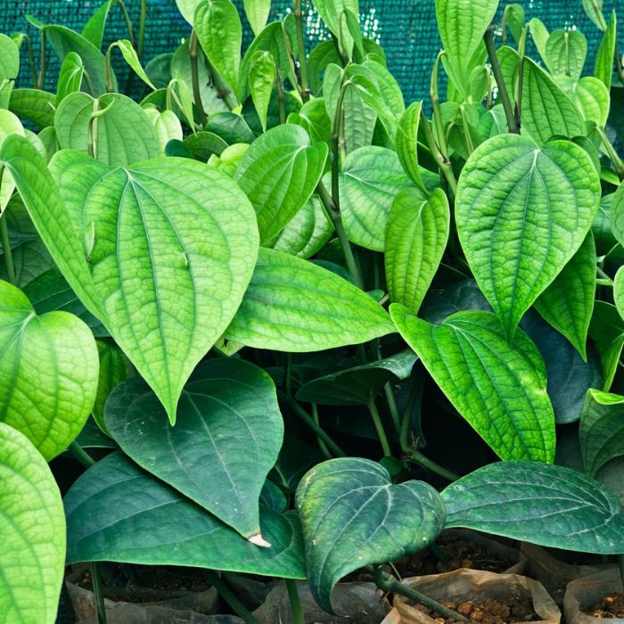 IISR Chandra Black Pepper Plants(Pack of 10) - Image 2