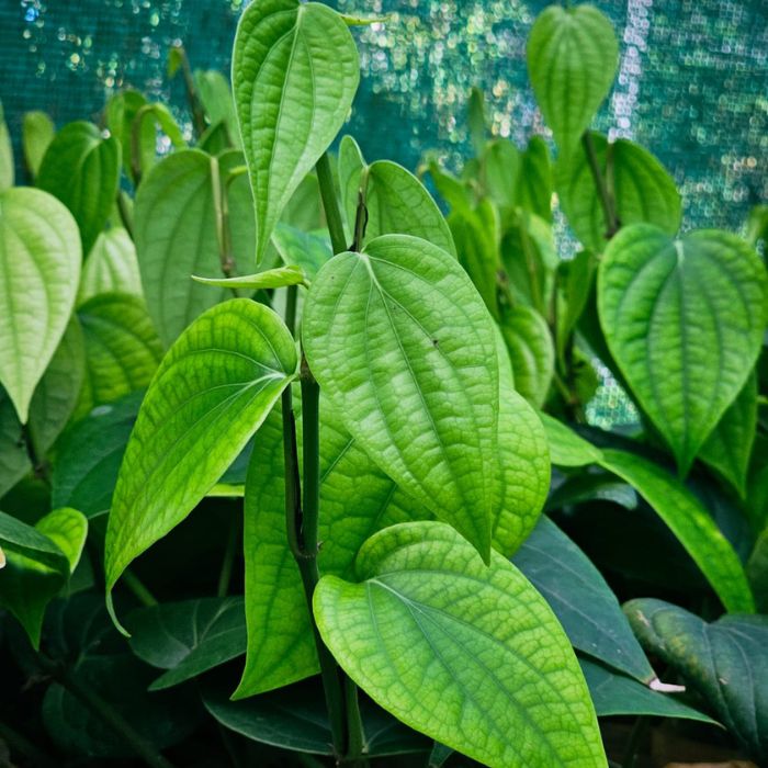 IISR Chandra Black Pepper Plants(Pack of 10) - Image 3