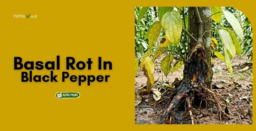 Basal Rot in Black Pepper