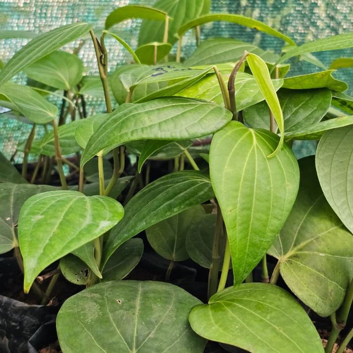 Malligesara Black Pepper Plant (pack of 10)
