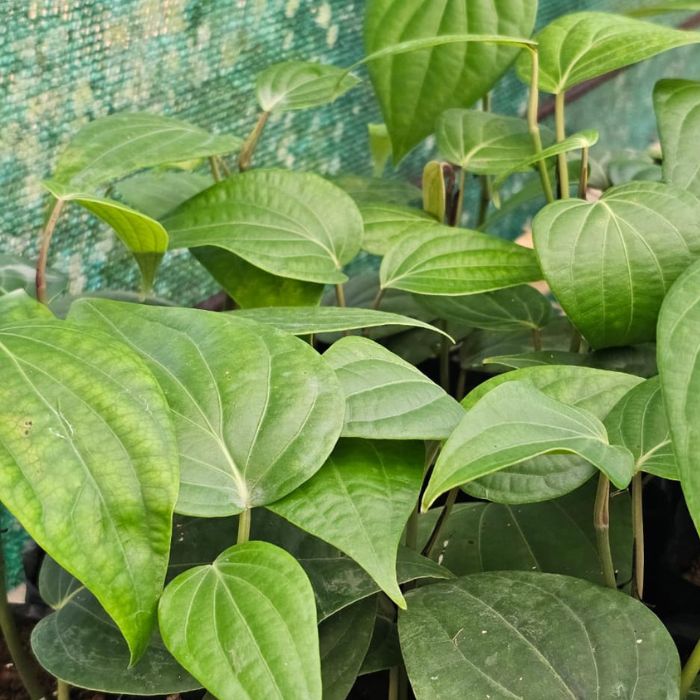 Malligesara Black Pepper Plant (pack of 10) - Image 2