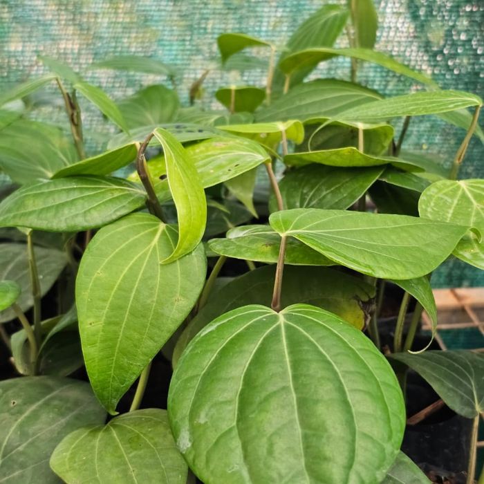 Malligesara Black Pepper Plant (pack of 10) - Image 3