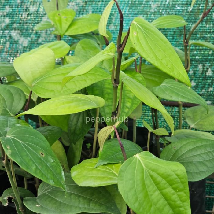 IISR Pournami Black Pepper Plant pack of10