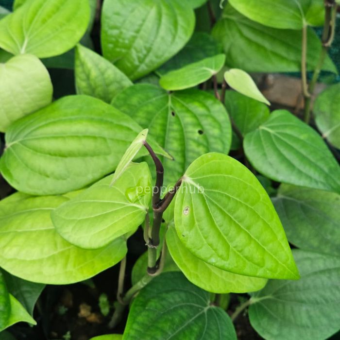 IISR Pournami Black Pepper Plant pack of10 - Image 2