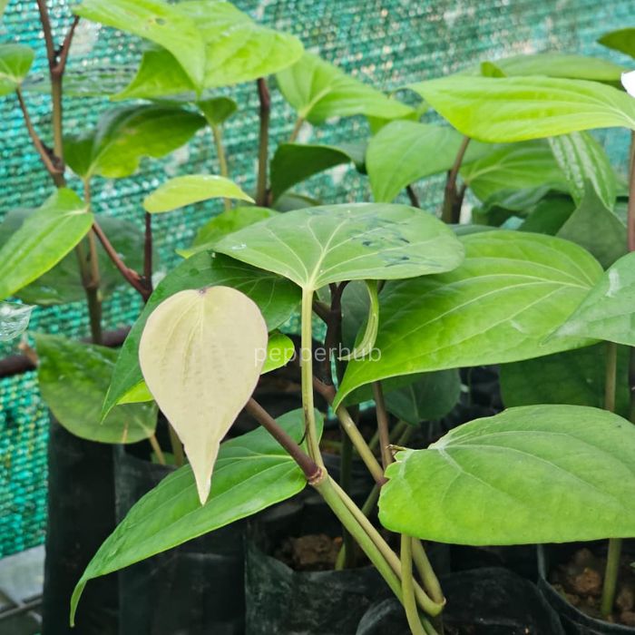 IISR Pournami Black Pepper Plant pack of10 - Image 3