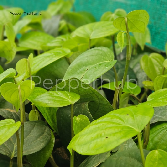 Pepper Thekkan 2 + Jeerakamundi Pepper Plants (Pack of 5 + 5) - Image 3