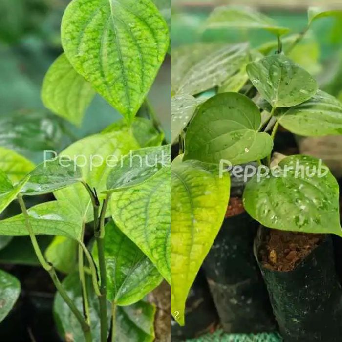 Panniyur 2 + Panniyur 9 Plants (Pack of 5+5)