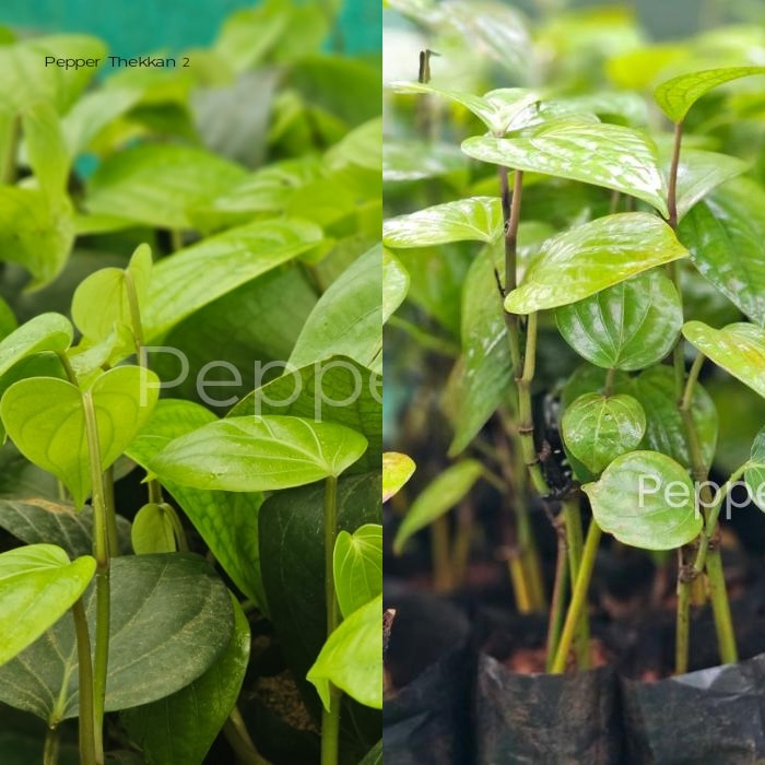 Pepper Thekkan 2 + Jeerakamundi Pepper Plants (Pack of 5 + 5)