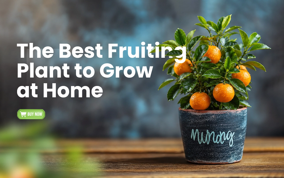 The Best Fruiting Plant to Grow at Home