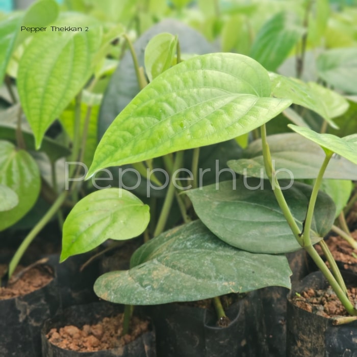 Pepper Thekkan 2 + Sigandhini Plants (Pack of 5+5) - Image 2