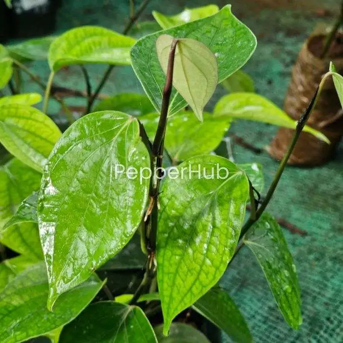 Sigandhini + Panniyur 8 Plants (Pack of 5+5) - Image 2