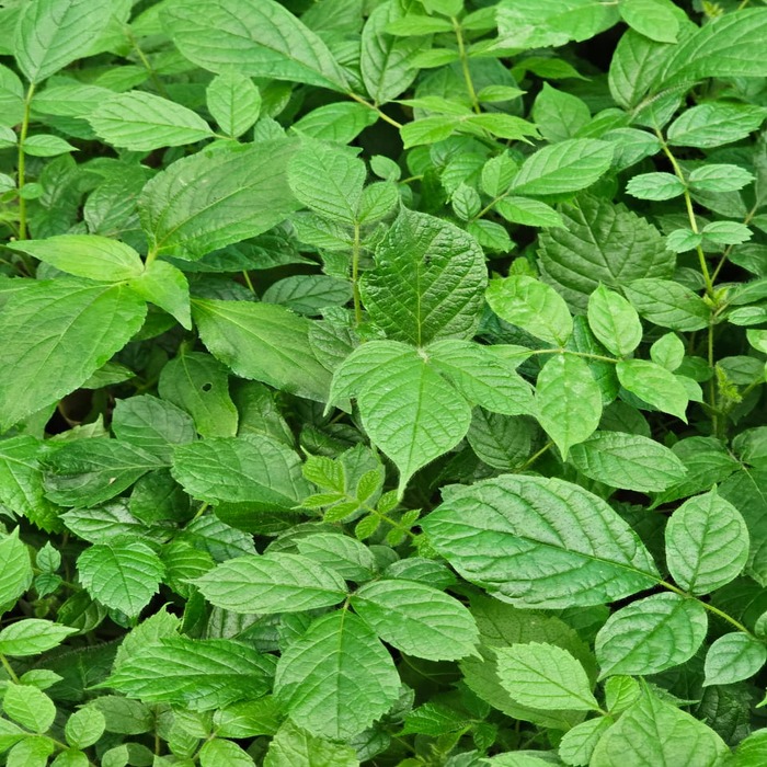 Payyani Plants (Pack of 10) - Image 3