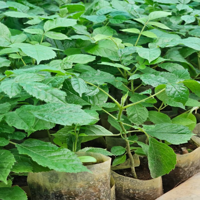 Payyani Plants (Pack of 10) - Image 2