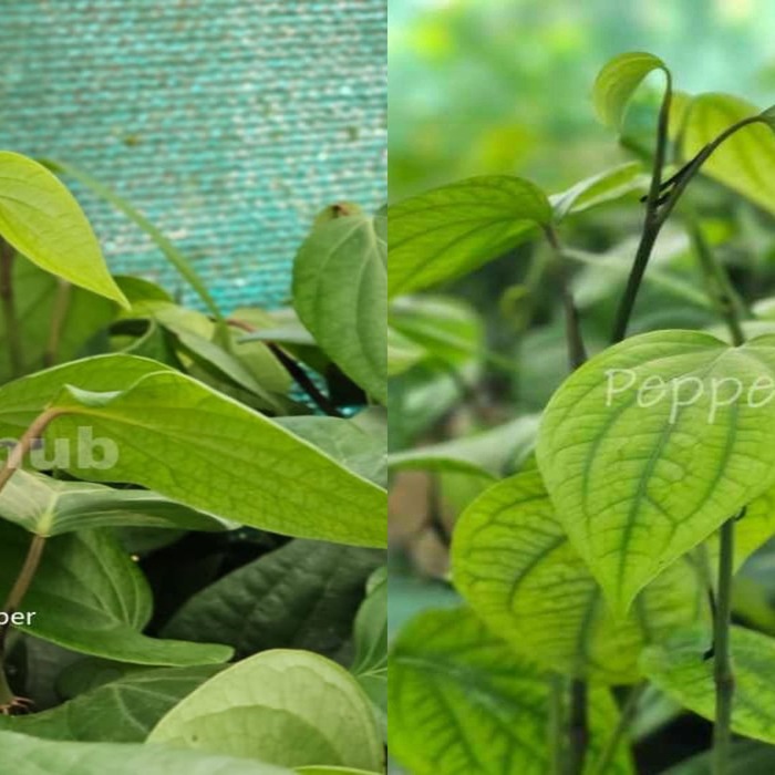 Panniyur 10 + Sigandhini Black Pepper Plants(Pack of 5+5)