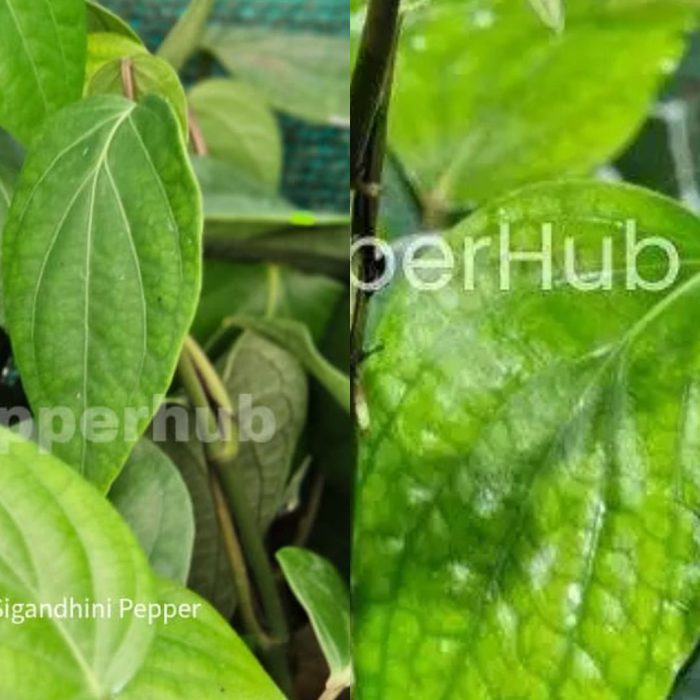 Sigandhini + Panniyur 8 Plants (Pack of 5+5)