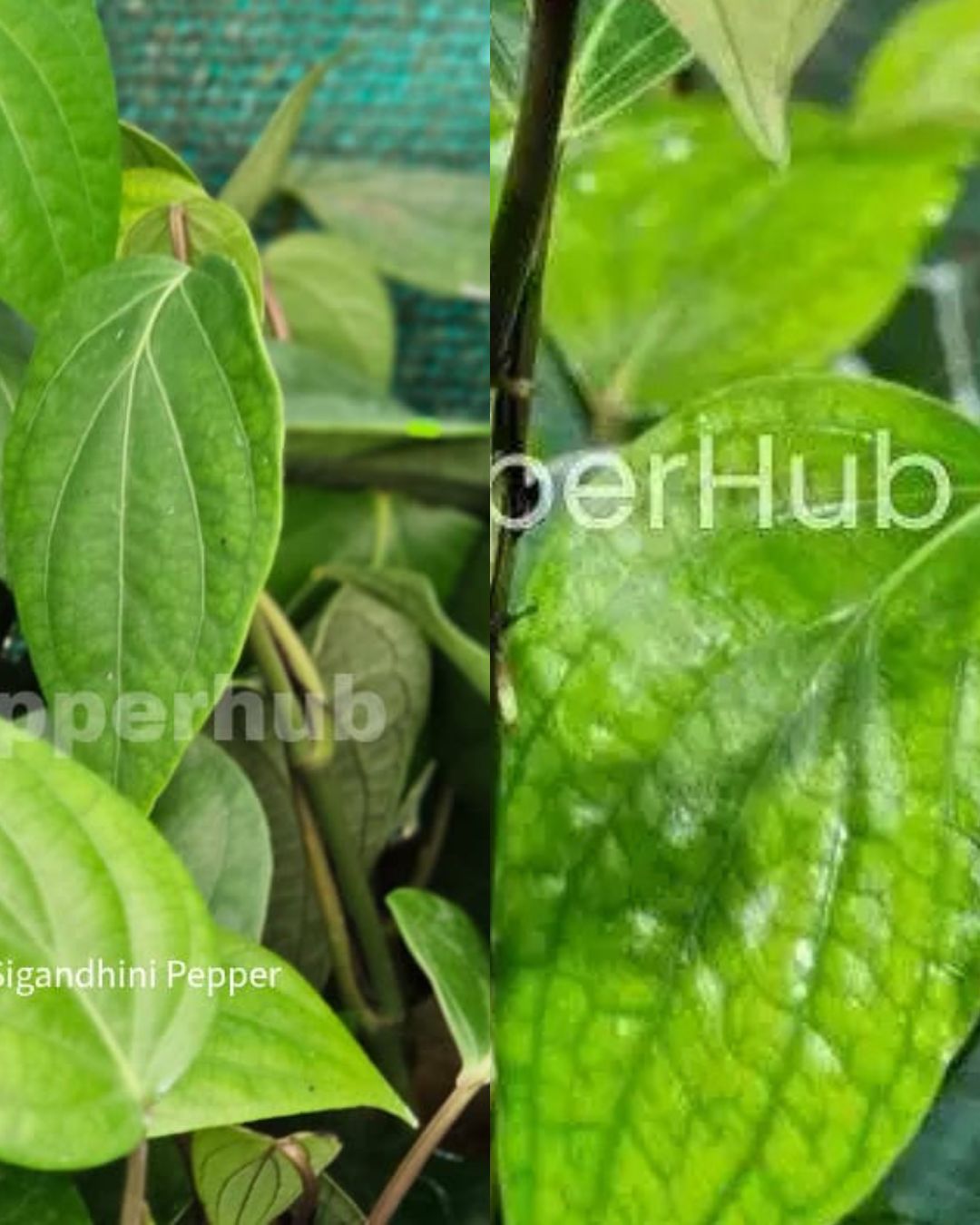 Sigandhini + Panniyur 8 Plants (Pack of 5+5)
