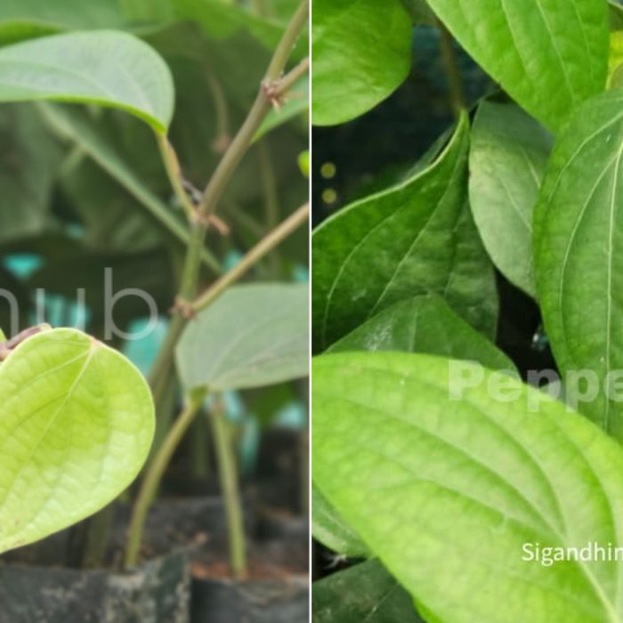 Sigandhini + IISR Thevam Plants (Pack of 5+5)